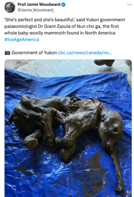 A screenshot of a tweet from Professor Jamie Woodward reading "'She’s perfect and she's beautiful,' said Yukon government palaeontologist Dr Grant Zazula of Nun cho ga, the first whole baby woolly mammoth found in North America #IceAgeAmerica."