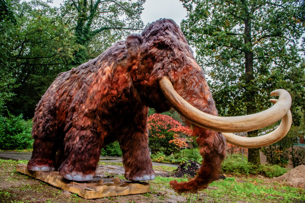 A Gold Miner Found a Fully-Mummified Baby Woolly Mammoth in the Yukon ...