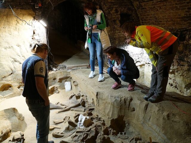 A group of archaeologists in a cellar looking at bones.