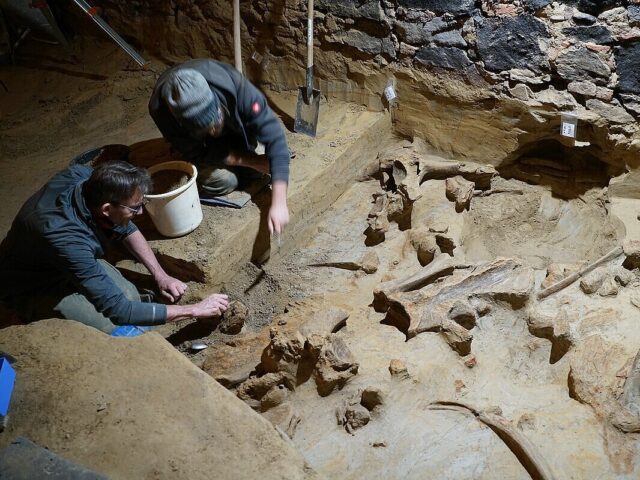 Archaeologists excavating bones.