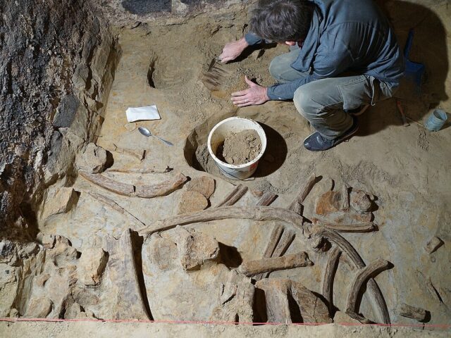 An archaeologist excavating bones.