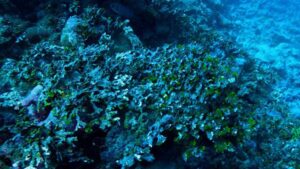 An underwater photo of plants and potential wreckage.