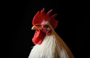 Headshot of a chicken.