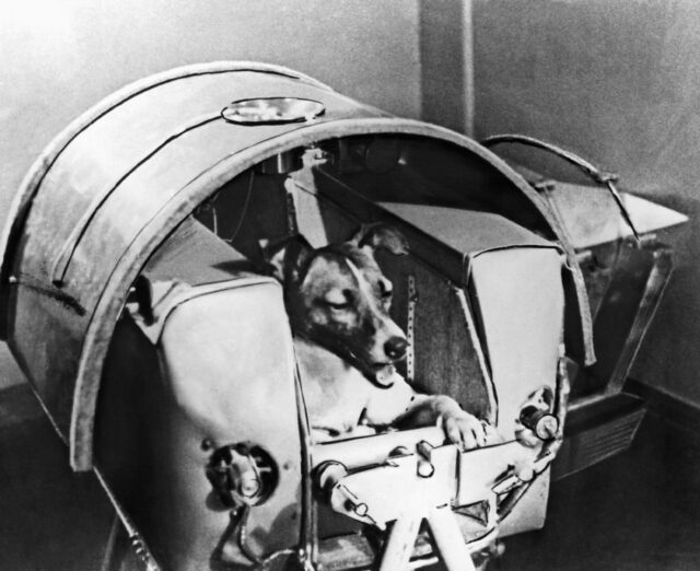 Laika the dog sitting in a space vehicle.