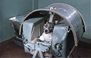 Laika the dog sitting in a space vehicle.