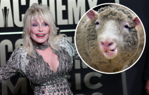 Dolly Parton standing on a red carpet + Close-up of Dolly the sheep's face