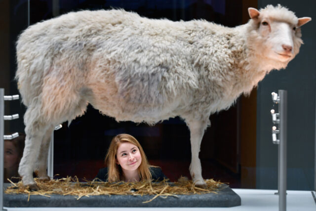 Woman looking at the taxidermy body of Dolly the sheep