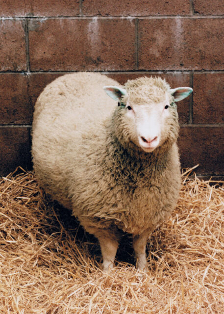 Dolly the sheep standing in a pile of hay